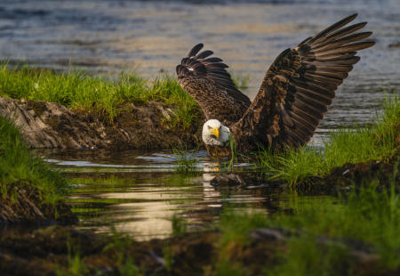 A bald eagle wades in a Central Maine river while trying to get a hold of a alewife floating against the bank.