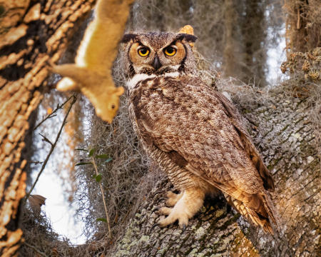 A female great horned owl stares curiously at a squirrel on an adjacent limb in her nesting tree on Florida's gulf coast.