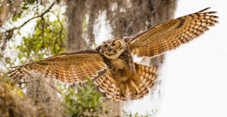 A female great horned owl flies to the nest from an elevated perch in her nesting tree on Florida's gulf coast.