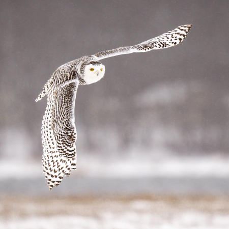 A female snowy owl flies low over a snow-covered Maine marsh while thing for voles.