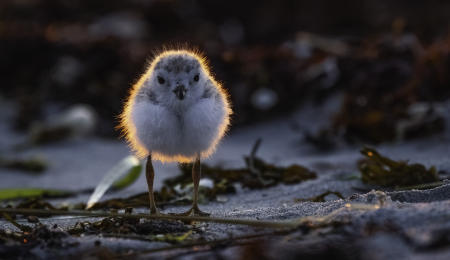 A two-week old endangered piping plover chick grazes along the seaweed of a Maine coast beach.