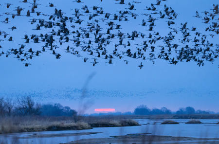 Sandhill cranes launch from Nebraska's Platte River at sunrise during a spring migration.