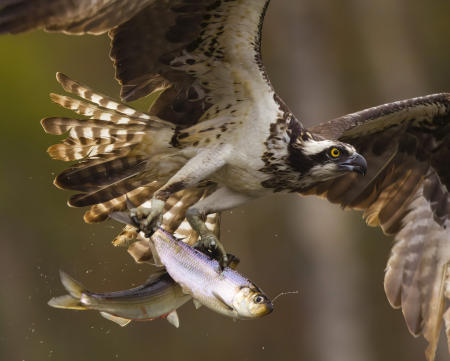 An osprey flies with two alewife clenched in its talons after diving into a coastal Maine river to catch them.