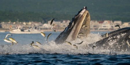 A humpback whale feeds on menhaden off White Horse Beach in Plymouth, Mass.