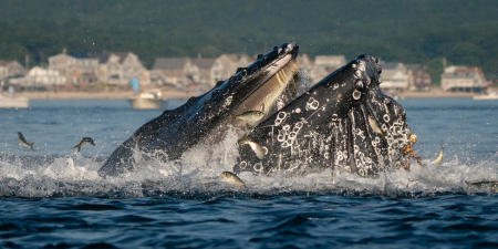 A humpback whale feeds on menhaden off White Horse Beach in Plymouth, Mass.
