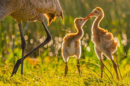 Two-week old Sandhill crane colt siblings greet beak to beak while grazing with parents in a Florida wetland.