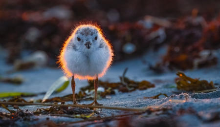 A days-old piping plover chick walks along a coastal Maine beach at sunset. The specie is listed as Endangered in the state of Maine.