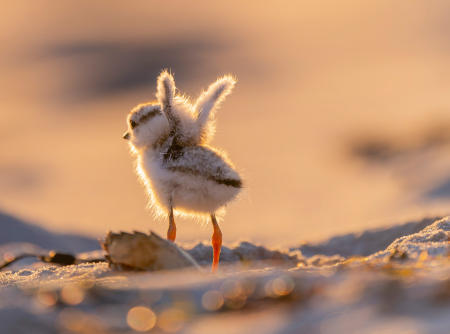 A days-old piping plover chick exercises its blossoming wings along a coastal Maine beach at sunset. The specie is listed as Endangered in the state of Maine.