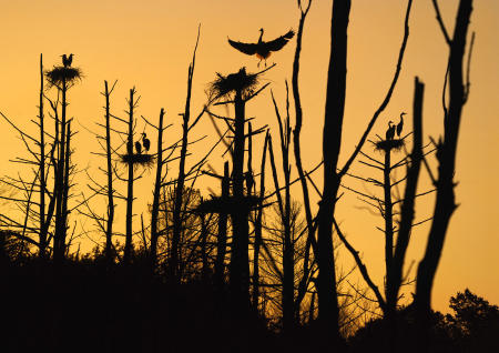 A great blue Heron lands back on its nest at dawn in a Connecticut rookery.