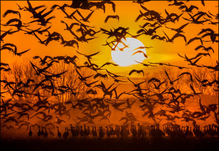 Dozens of sandhill cranes fly from a Nebraska cornfield at sunrise during their annual spring northward migration stopover in the state. 650,000, the vast majority of the specie's world population, return through the region on the way to their summer range in the northern US, Canada, Alaska and Siberia.