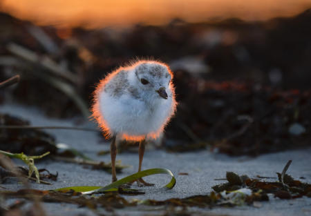 A days-old endangered piping plover chick makes it's way back to it's parents while feeding on a Maine beach.