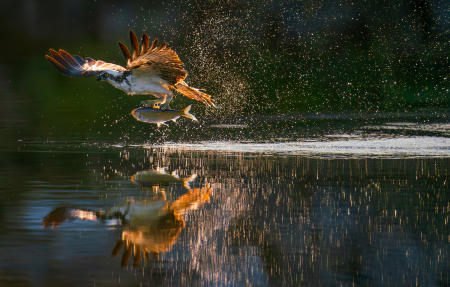 An osprey flies low on the water after capturing an alewife in a coast Maine river during the spring herring run.