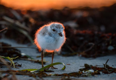 A days-old piping plover chick walks along a coastal Maine beach at sunset. The specie is listed as Endangered in the state of Maine.